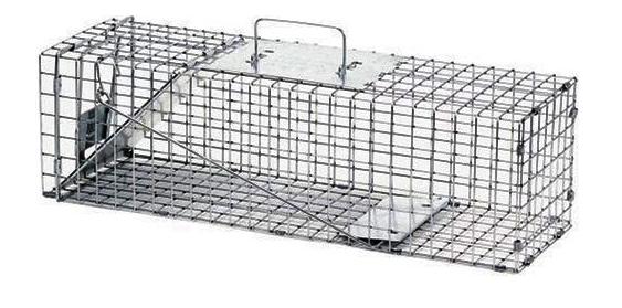Le piège le plus pratique où le rongeur reste en vie