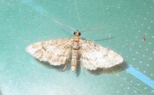 papillon de nuit comment se débarrasser