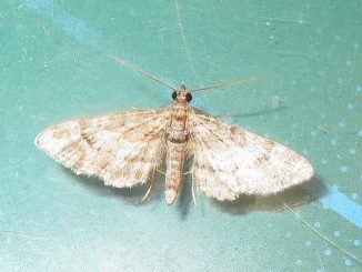 papillon de nuit comment se débarrasser