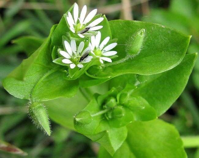 Floraison du pou du bois