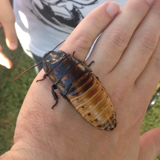 Cafard de Madagascar