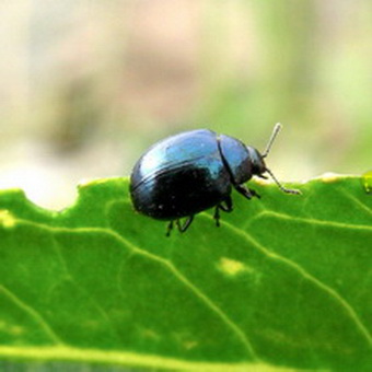 Babanukha (coléoptère du chou ou du raifort)