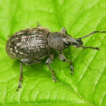 chasseur furtif de colza