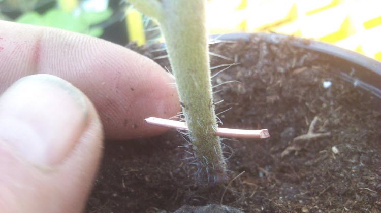 fil de cuivre dans la lutte contre le mildiou