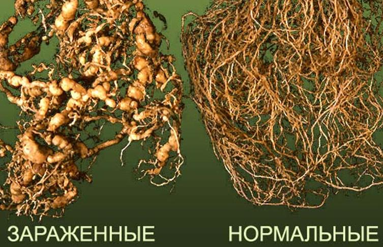 Nématodes à galles