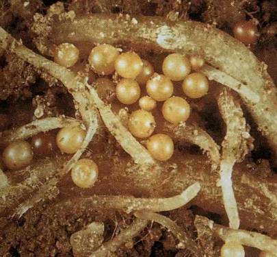 Nématode à la pomme de terre dorée