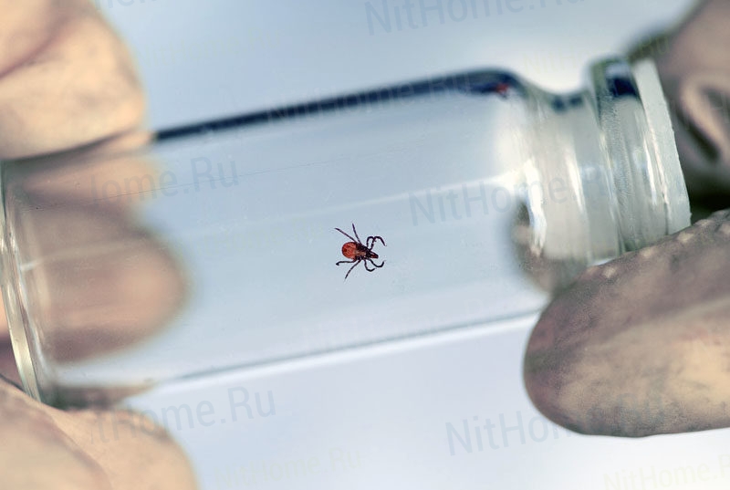 La tique est placée dans un bocal.