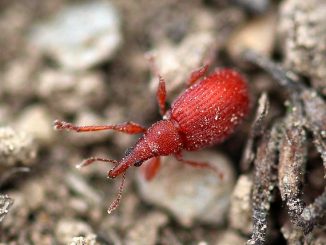 bug dans le croup comment se débarrasser