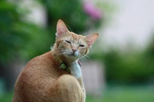 qu'un chat peut apporter des puces