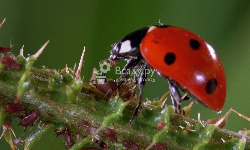 Les coccinelles mangent les pucerons