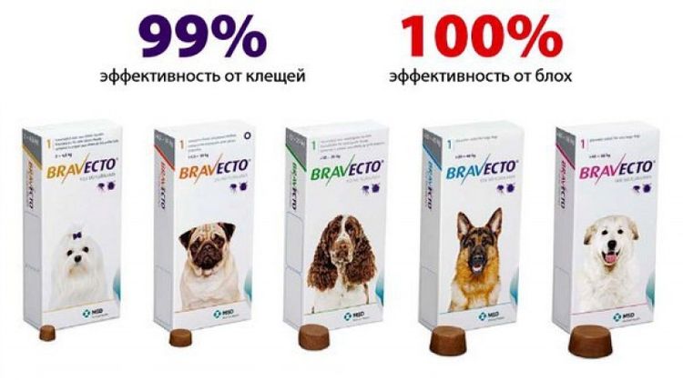 Bravecto pour chiens