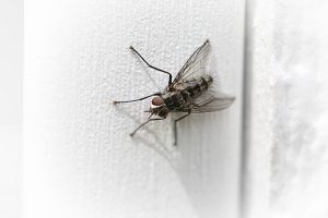 comment faire face aux mouches