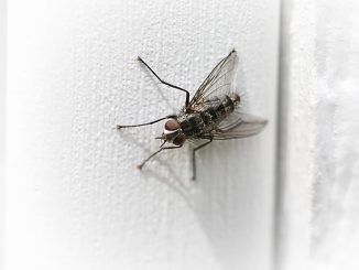 comment faire face aux mouches