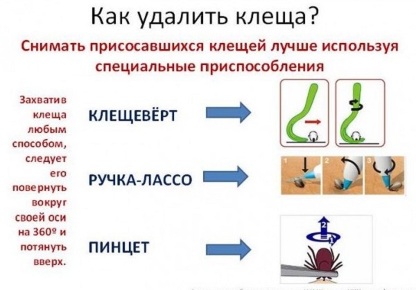 Comment supprimer une tique