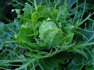 comment traiter le chou des ravageurs remèdes populaires