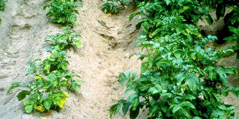 Les buissons affectés sont petits et jaunissent rapidement.