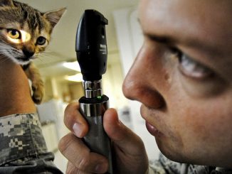 comment nettoyer les oreilles de votre chat à la maison