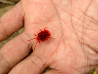 où prendre la tique pour analyse à Moscou