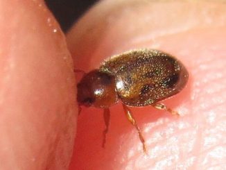 esthéticiennes dans l'appartement comment se débarrasser