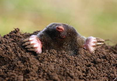 Mole