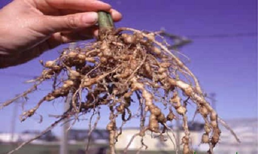 Le système racinaire de la brousse affectée