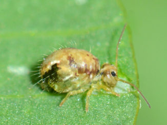 comment traiter un appartement contre les puces