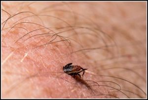 La maladie de Lyme c'est quoi