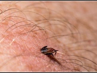 La maladie de Lyme c'est quoi