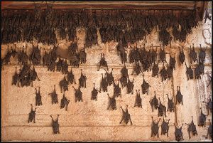 comment chasser les chauves-souris de la maison