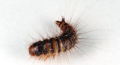 De gros dégâts sont causés par les larves, qui peuvent être en cours de maturation jusqu'à 2 ans