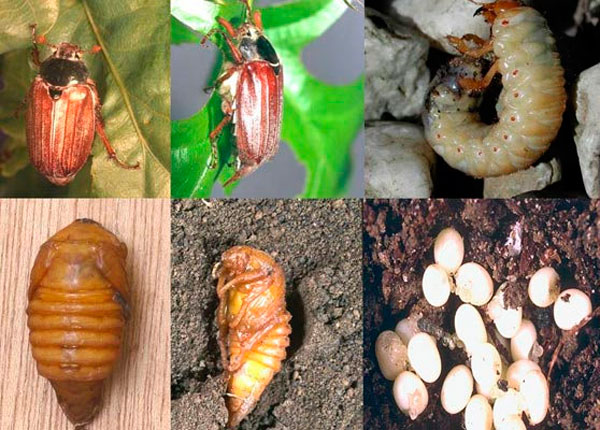 Photo d'une larve de Maybug