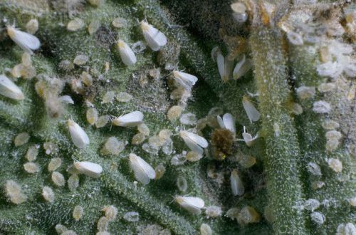 Les larves d'aleurodes sont très voraces