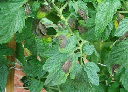 Feuilles de tomate infectées
