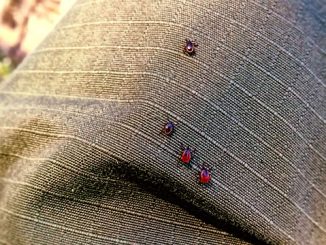 comment attraper une tique chez l'homme