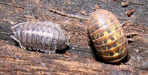 comment faire face aux poux du bois