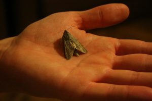 comment retirer une taupe dans un appartement