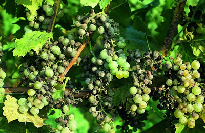 Des taches sombres apparaissent sur les raisins.