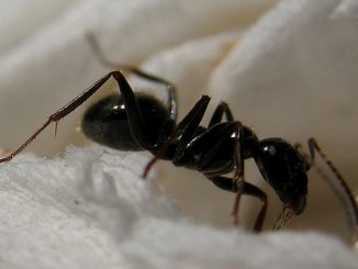 comment se débarrasser des fourmis dans une maison pour toujours