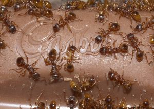 comment traiter les fourmis dans une maison