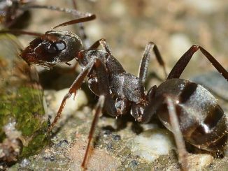 comment sortir les fourmis du jardin