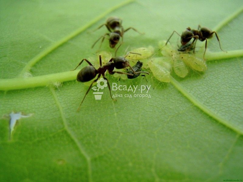 Les fourmis font paître les larves de pucerons et l'aident à se reproduire