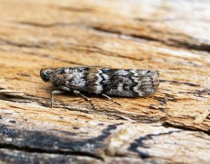 Examen des méthodes d'application de la teinture d'abeille