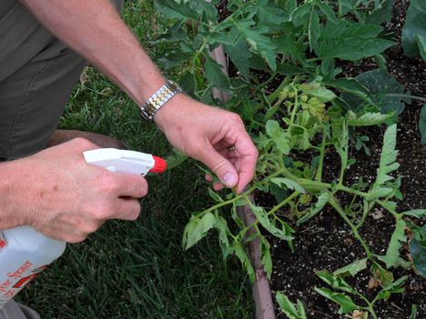 Les tomates sont pulvérisées par temps calme et sans nuages.