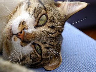 otodectose dans le traitement des chats