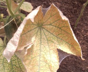 Le résultat de la vie d'une colonie d'araignées dans une serre