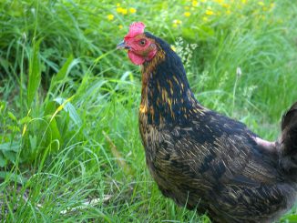 comment se débarrasser des poulets