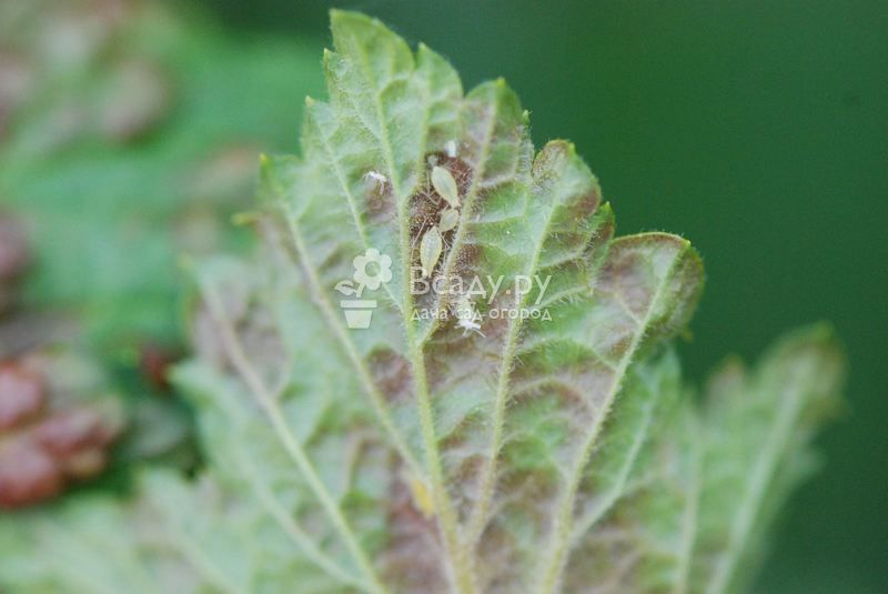 Signes de pucerons sur le cassis