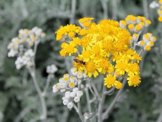 teinture d'absinthe dont les réponses aident les avis