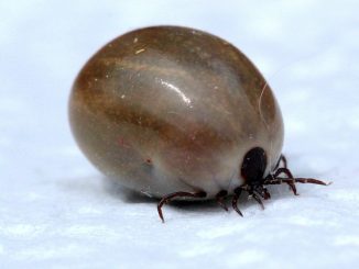 comment un chien peut-il enlever les tiques