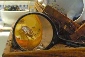 combien de cafards vivent